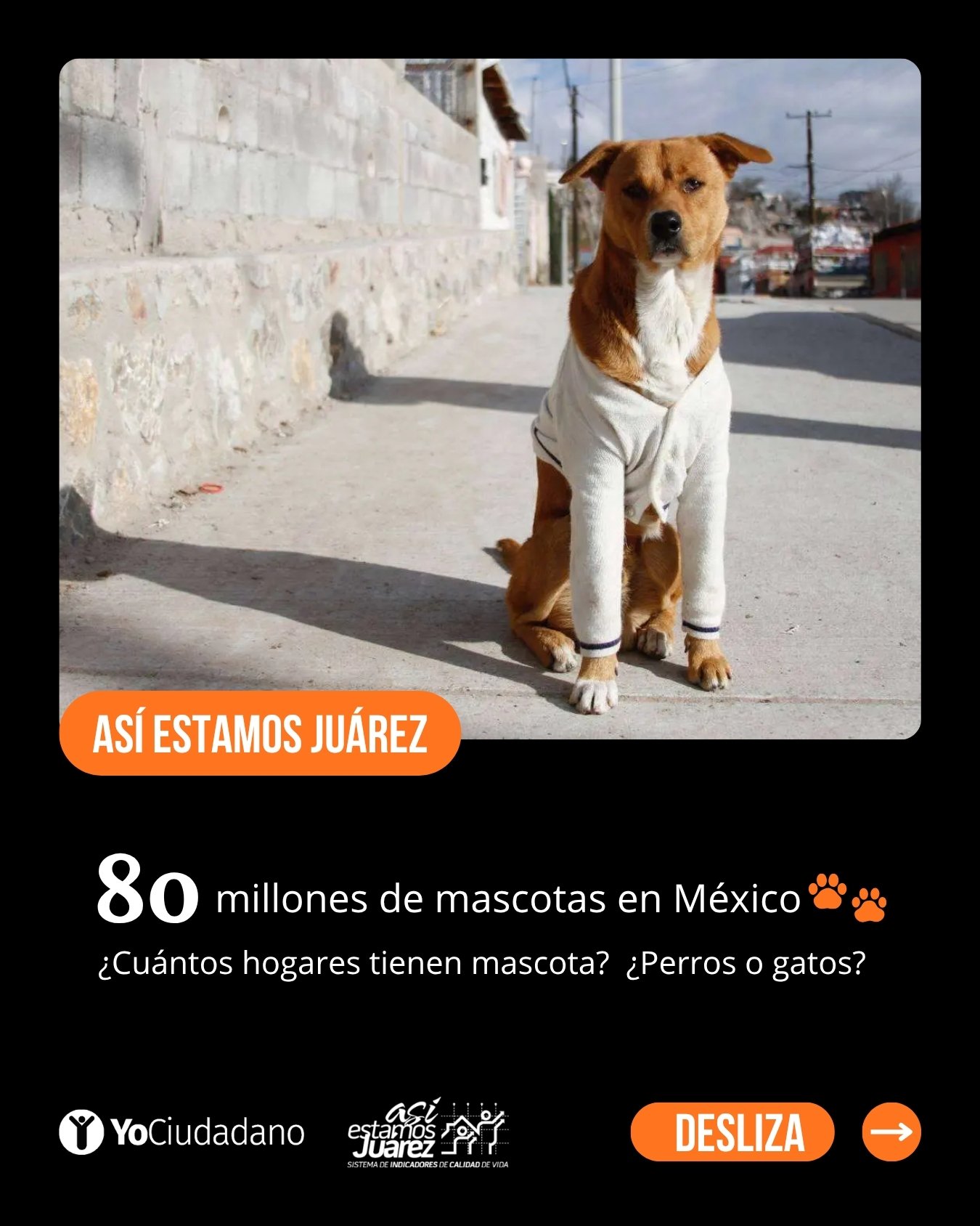 80 millones de mascotas en México (1 de 4)
